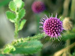 East Indian Globe Thistle(Sphaeranthus indicus)